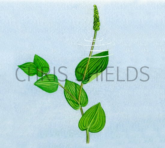 Illustration of Perfoliate Pondweed (Potamogeton perfoliatus) (#2760)