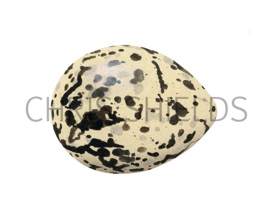 Illustration of Sandwich Tern egg (Thalasseus sandvicensis) (#3277)