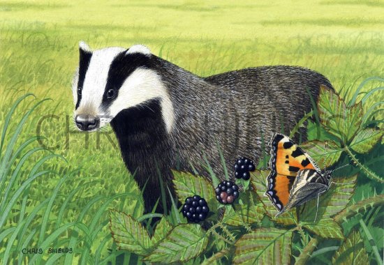 Illustration of Badger (Meles meles) (#1404)