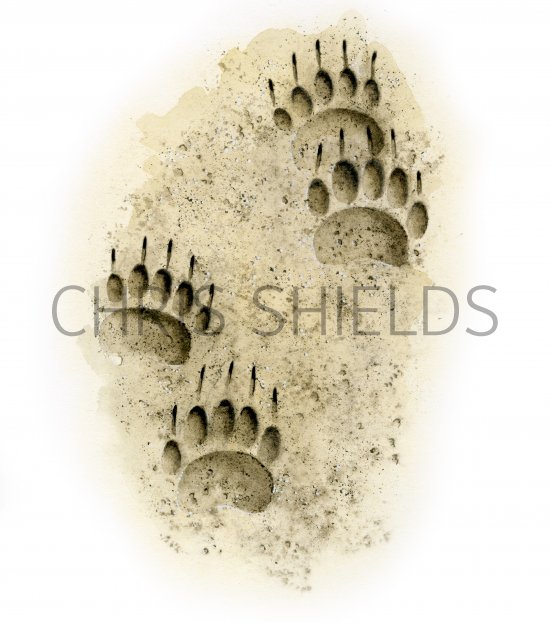 Illustration of Badger (Meles meles) Footprints (#4143)