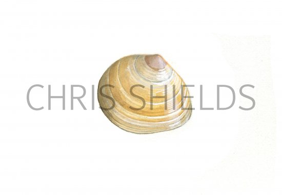 Illustration of Baltic Tellin (Macoma Balthica) (#0789)