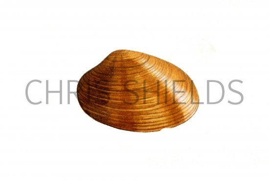 Illustration of Banded Carpet Shell (Tapes rhomboides) (#0807)