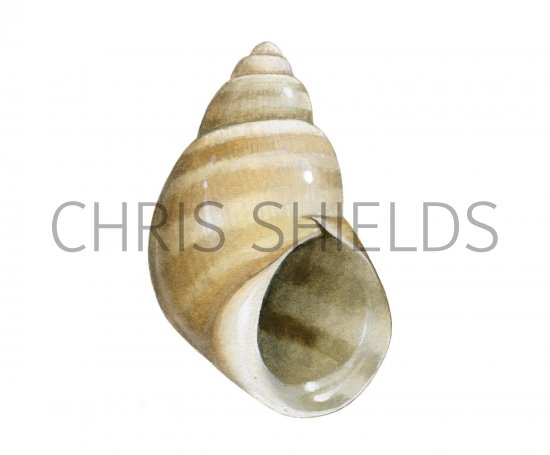 Illustration of Banded Chink Shell (Lacuna vincta) (#1917)