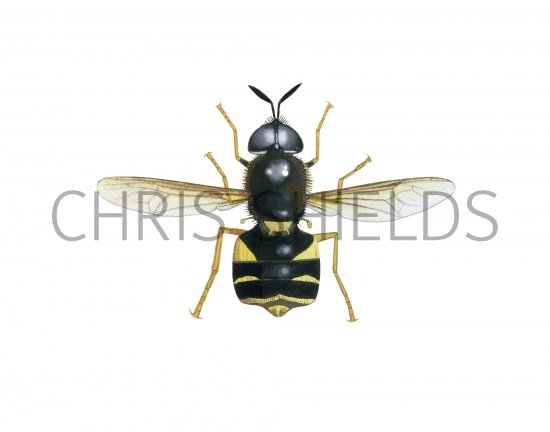 Illustration of Banded General (Stratiomys potamida) (#4070)