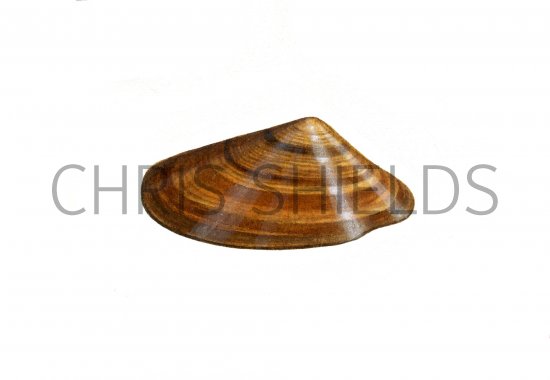 Illustration of Banded Wedge Shell (Donax vittatus) (#0805)