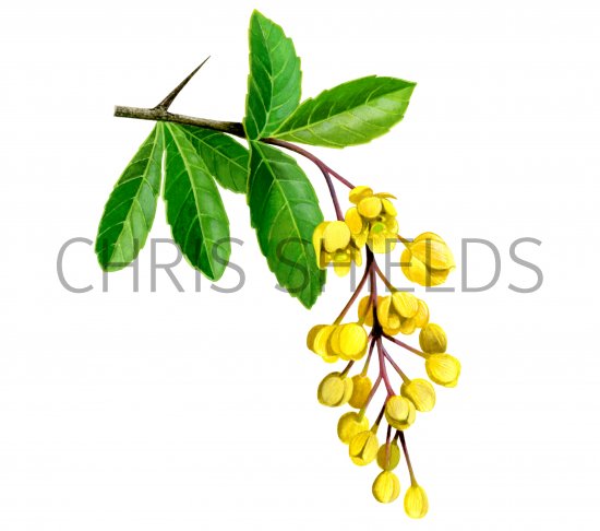 Illustration of Barberry (Berberis vulgaris) (#0947)