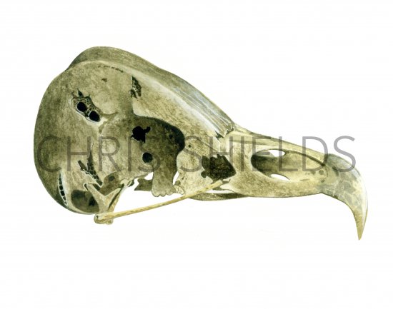 Illustration of Barn Owl skull (Tyto alba) (#1753)