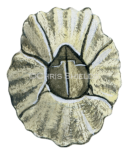Illustration of Barnacle (Senibalanus balanoides) (#0637)