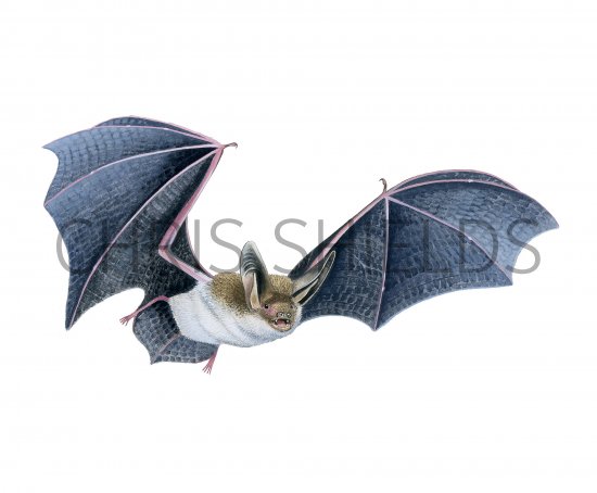 Illustration of Bat (Bechstein) Myotis bechsteinii (#3886)