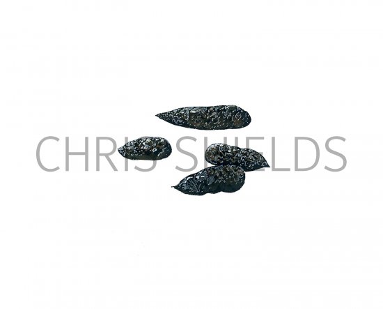 Illustration of Bat Droppings (#2795)