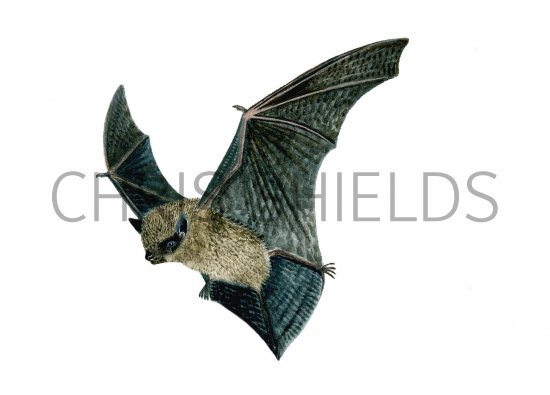Illustration of Bat (Pipistrelle) Pipistrellus pipistrellus (#0249)