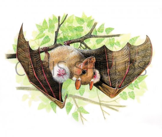 Illustration of Epauletted fruit bat (Epomophorus gambianus) (#0160)