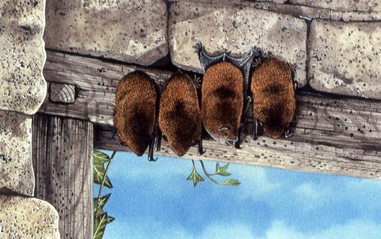 Illustration of Bat (Pipistrelle) Pipistrellus pipistrellus (#0254)
