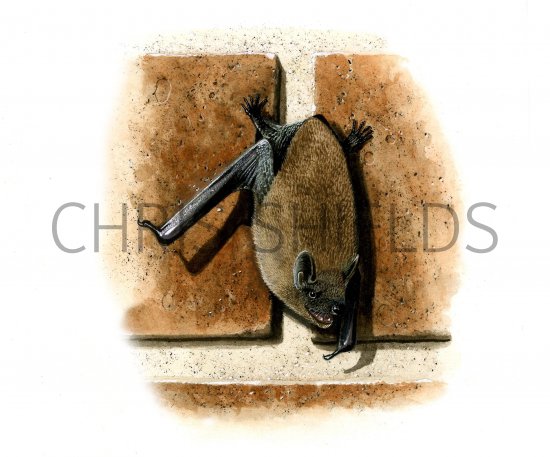 Illustration of Bat (Pipistrelle) Pipistrellus pipistrellus (#0577)