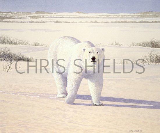 Illustration of Bear (Polar) Ursus maritimus (#0571)