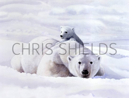 Illustration of Bear - Polar (Ursus maritimus) (#0287)