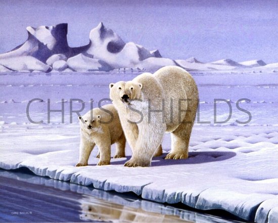 Illustration of Bear - Polar (Ursus maritimus) (#0288)