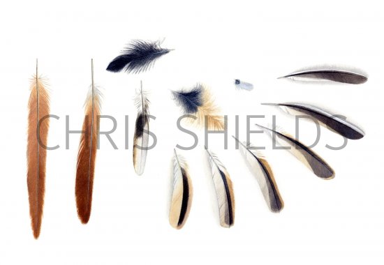 Illustration of Bearded Tit feathers (Panurus biarmicus) (#1360)