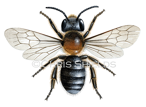 Illustration of Bee (Western mason) Osmia parietina (#2266)