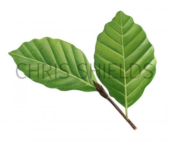 Illustration of Beech leaves (Fagus sylvatica) (#2786)
