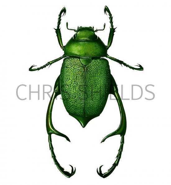 Illustration of Shining Leaf Chafer Beetle (male) (chrysophora chrysochlora) (#2146)