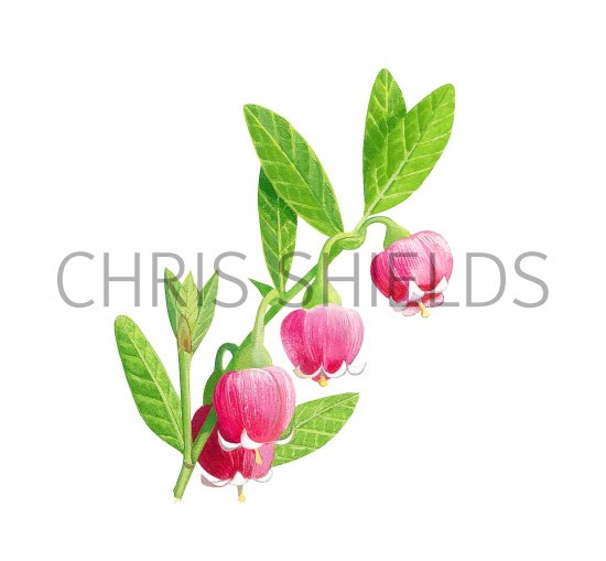 Illustration of Bilberry Flowers (Vaccinium myrtillus) (#3447)