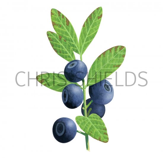 Illustration of Bilberry (Vaccinium myrtillus) (#3446)