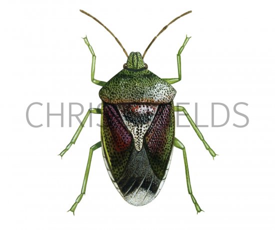 Illustration of Birch Shield Bug (Elasmotethus interstinctus) (#1704)