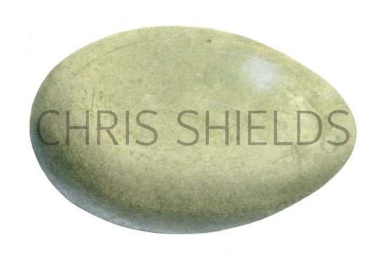 Illustration of Mute Swan egg (Cygnus olor) (#0721)
