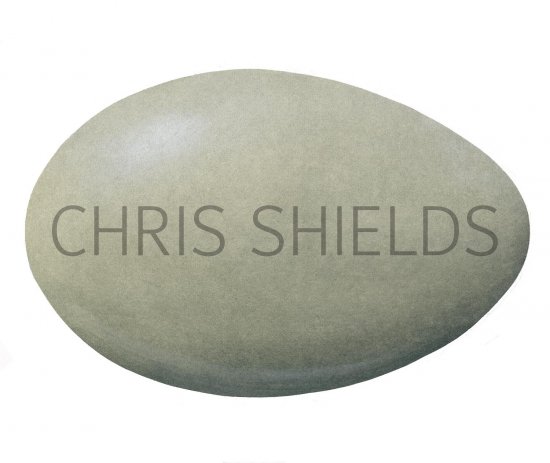 Illustration of Mute Swan egg (Cygnus olor) (#2441)