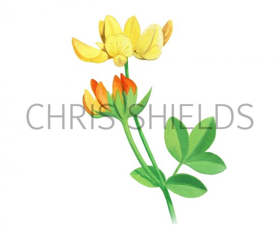 Illustration of Birds-foot Trefoil (Lotus corniculatus) (#3403)