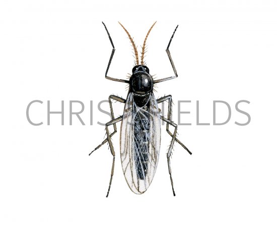 Illustration of Biting Midge (Culicoides spp.) (#2453)
