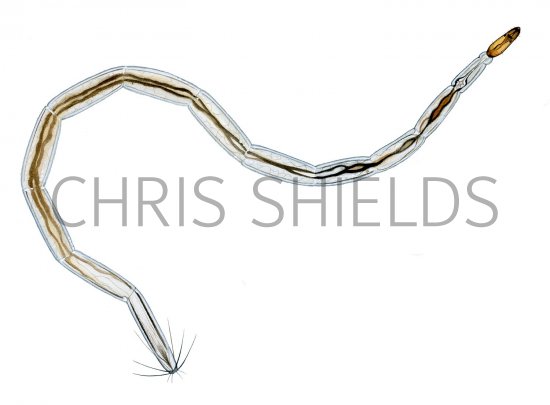 Illustration of Biting Midge Larvae (Culicoides) (#4105)