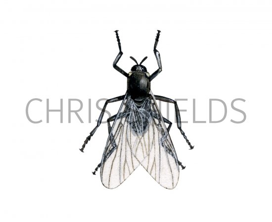 Illustration of Black Fly (Simulium spp) (#2451)