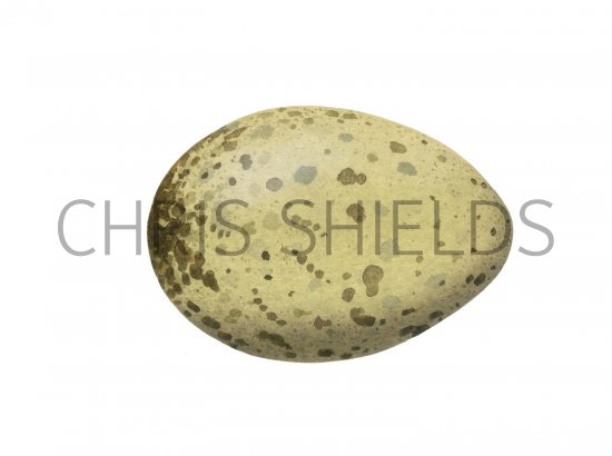 Illustration of Black headed Gull egg (Larus ridibundus) (#1771)