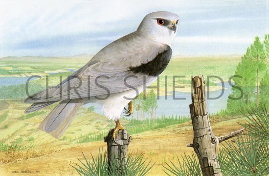 Illustration of Black-shoulderd Kite (Elanus caeruleus) (#1808)
