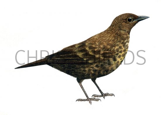 Illustration of Blackbird juvenile (Turdus merula) (#0857)
