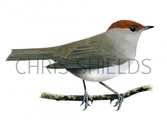 Illustration of Blackcap female (Sylvia atricapilla) (#1188)