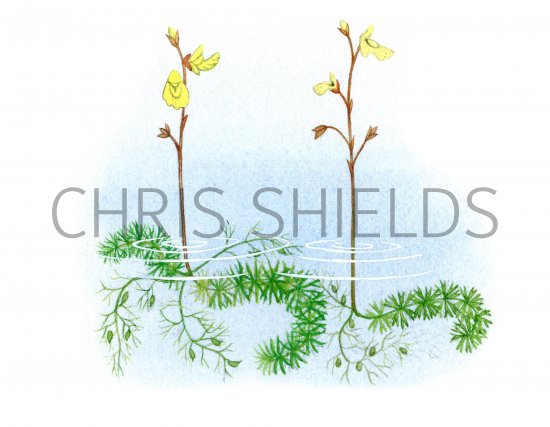 Illustration of Bladderworts - left Intermediate (Utricularia intermedia) right Least (U. minor) (#0957)