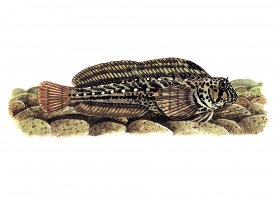 Illustration of Blenny (Red-speckled) Parablennius sanguinolentus (#1013)