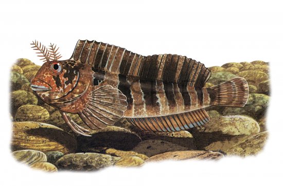 Illustration of Blenny (Tompot) Parablennius gattorugins (#1014)