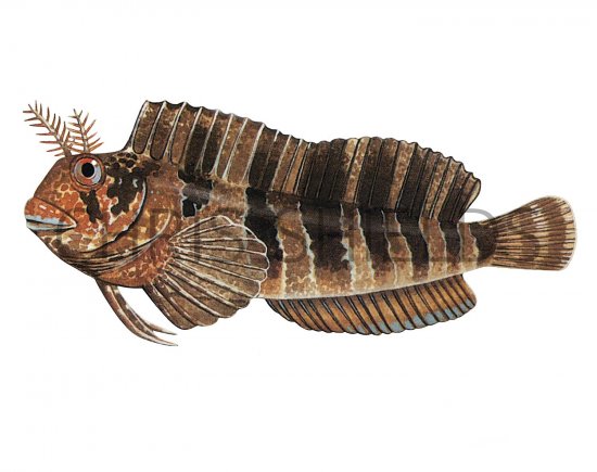 Illustration of Blenny (Tompot) Parablennius gattorugins (#2733)