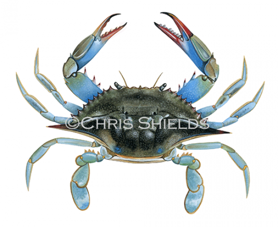 Illustration of Blue Crab�(Callinectes sapidus) (#4663)