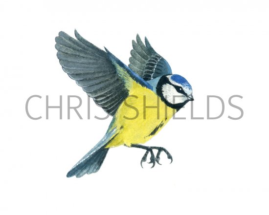 Illustration of Blue Tit (Cyanistes caeruleus) (#2596)
