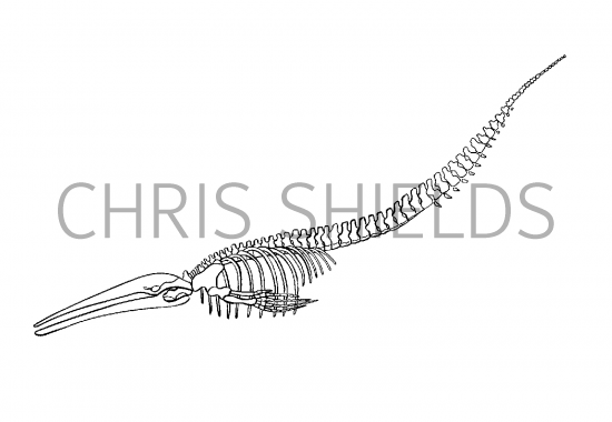 Illustration of Whale (Blue) Balaenoptera musculus (#0874)