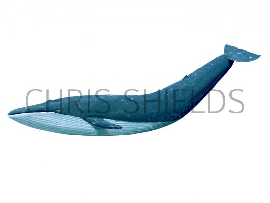 Illustration of Whale (Blue) Balaenoptera musculus (#1677)