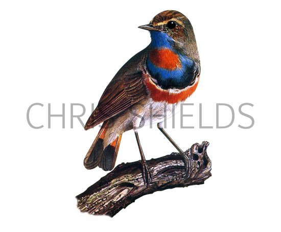 Illustration of Bluethroat (Luscinia svecica) (#1310)