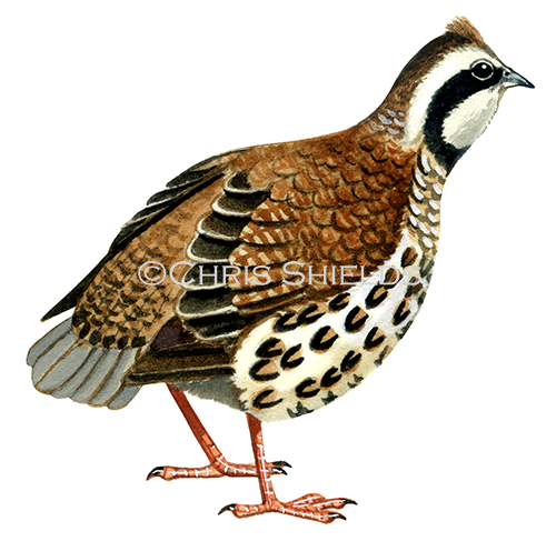 Illustration of Bobwhite Quail (Colinus virginianus) (#1397)