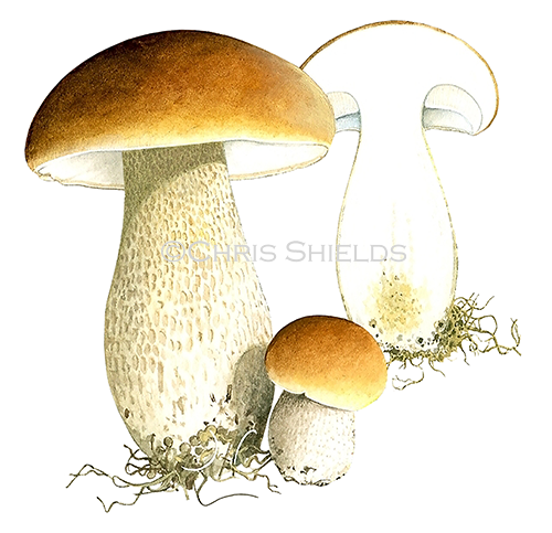 Illustration of Boletus edulis (Penny Bun, Cep) (#1609)