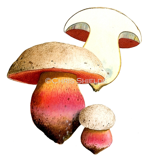 Illustration of Boletus satanas (Devil's Bolete) (#1610)
